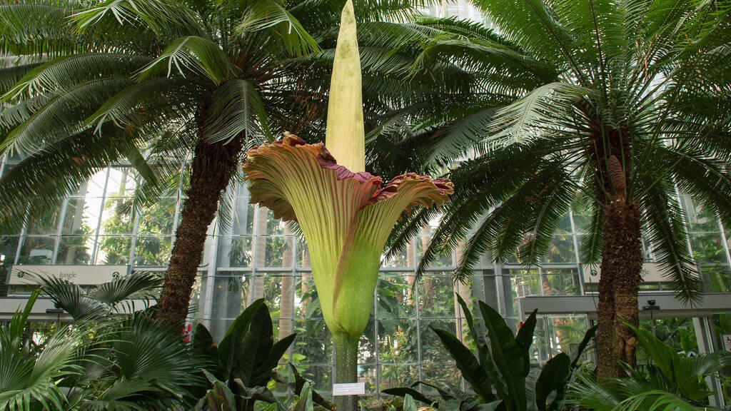 Putricia is the World's Largest Flowering Structure