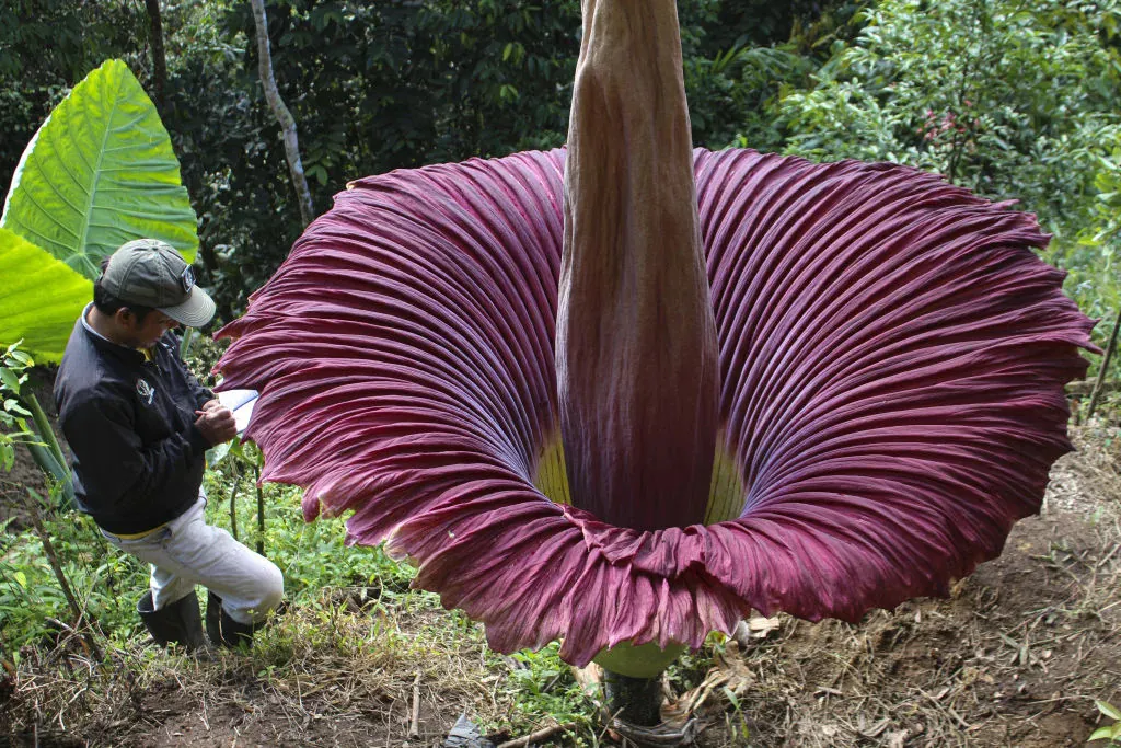 giant flower in australia amorphophallus titanum