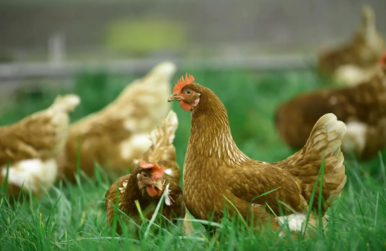 Chicken